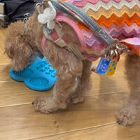 動画サムネイル